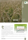 Arroz. Campaña 2003